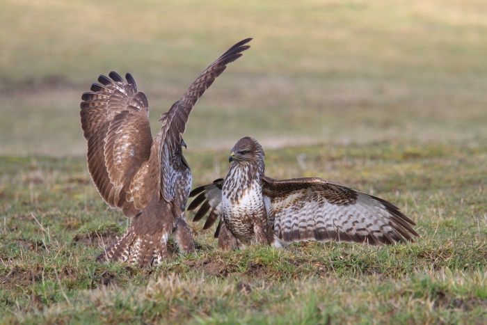 Káně lesní (Buteo buteo)