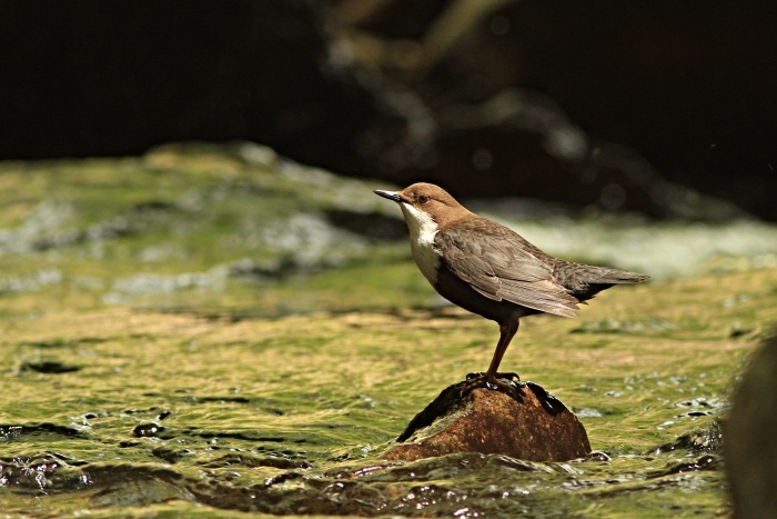 Skorec vodní (Cinclus cinclus)