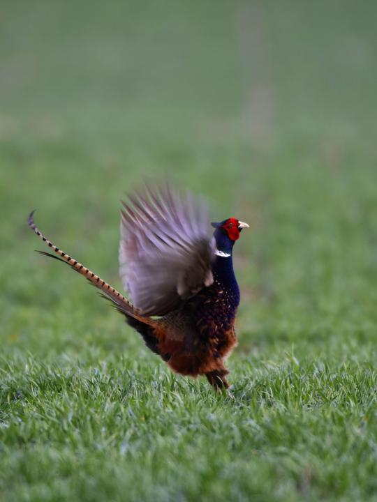 Bažant obecný (Phasianus colchicus)