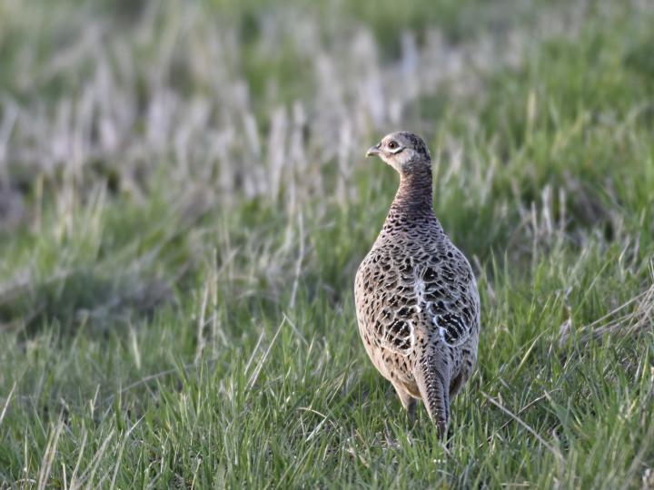 Bažant obecný (Phasianus colchicus)