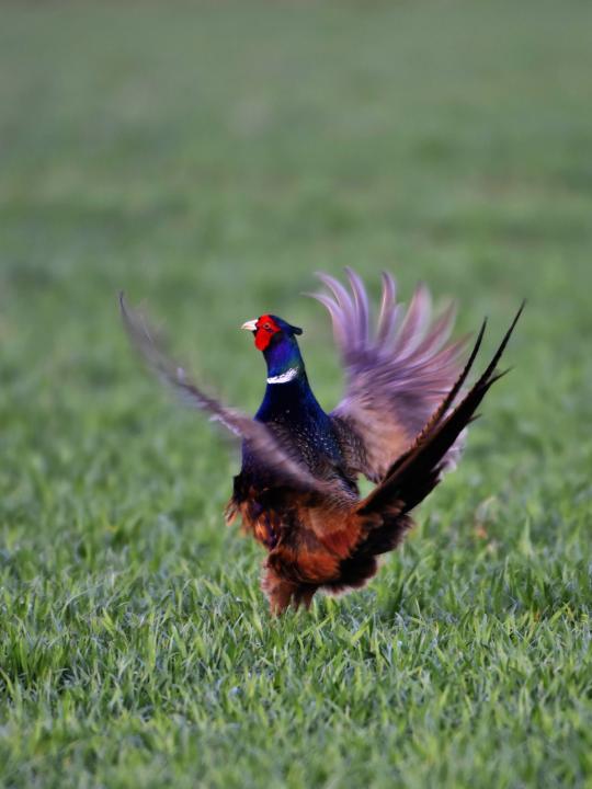 Bažant obecný (Phasianus colchicus)
