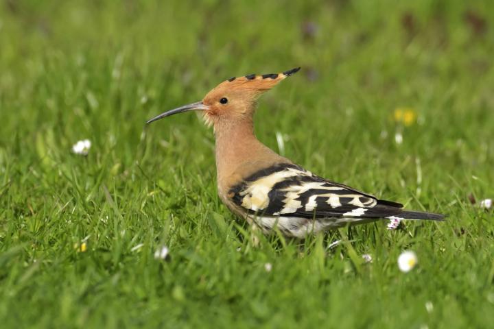 Dudek chocholatý (Upupa epops)
