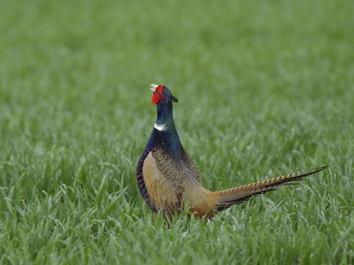 Bažant obecný (Phasianus colchicus)