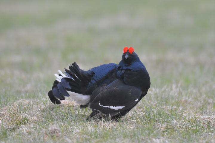 Tetřívek obecný (Tetrao tetrix)