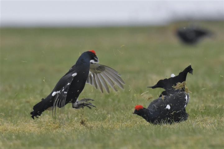Tetřívek obecný (Tetrao tetrix)