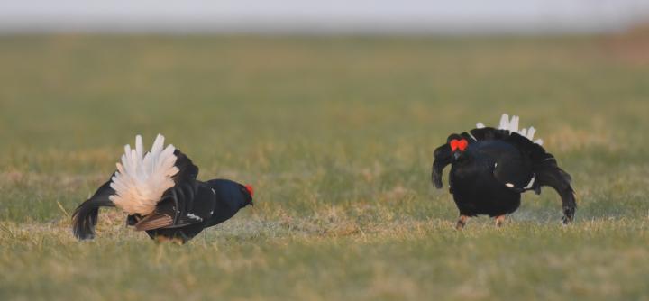 Tetřívek obecný (Tetrao tetrix)
