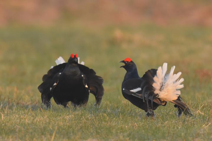 Tetřívek obecný (Tetrao tetrix)