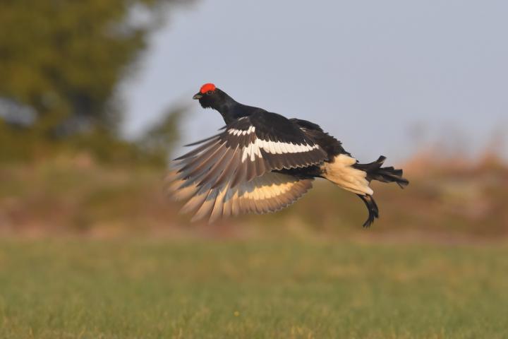 Tetřívek obecný (Tetrao tetrix)