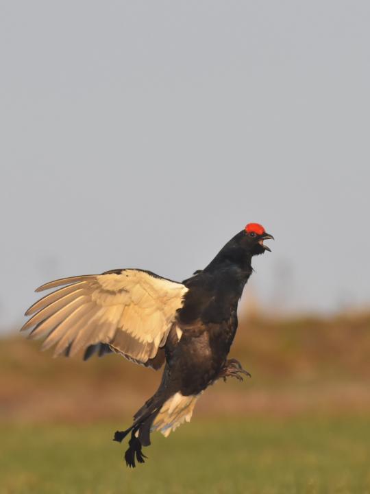 Tetřívek obecný (Tetrao tetrix)
