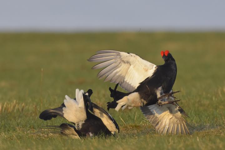 Tetřívek obecný (Tetrao tetrix)