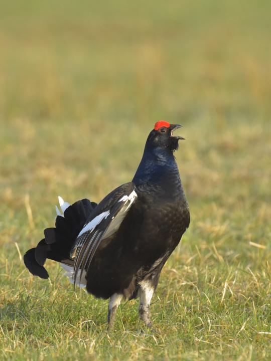 Tetřívek obecný (Tetrao tetrix)