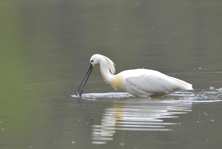 Kolpík bílý (Platalea leucorodia)