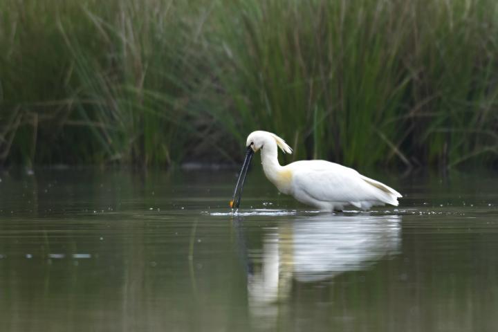 Kolpík bílý (Platalea leucorodia)