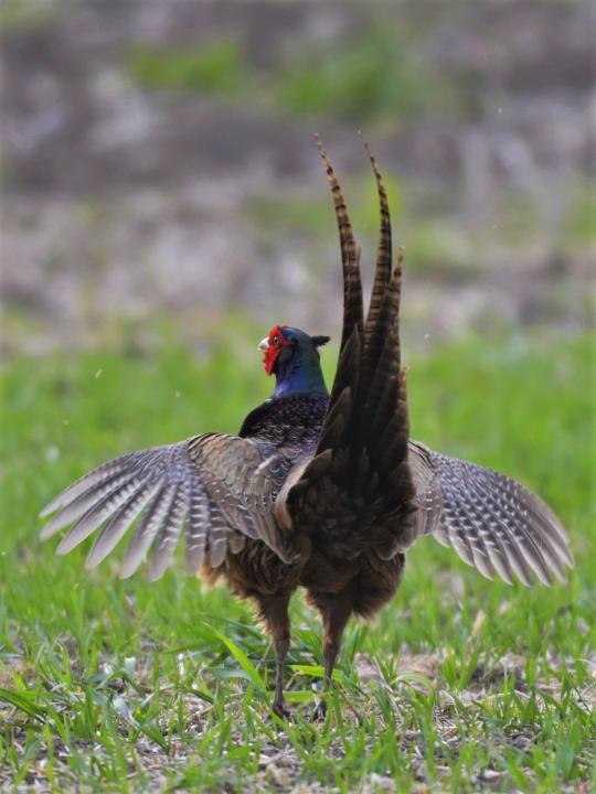 Bažant obecný (Phasianus colchicus)