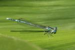 Azure damselfly (Coenagrion puella)