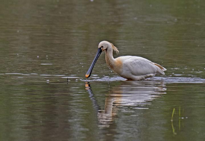 Kolpík bílý (Platalea leucorodia)
