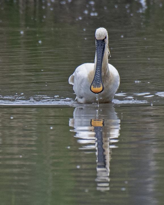 Kolpík bílý (Platalea leucorodia)