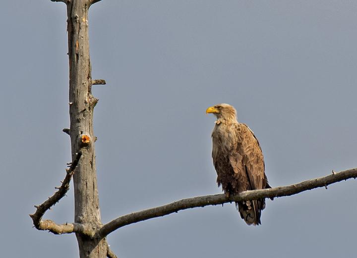  Orel mořský ( Haliaeetus albicillus)