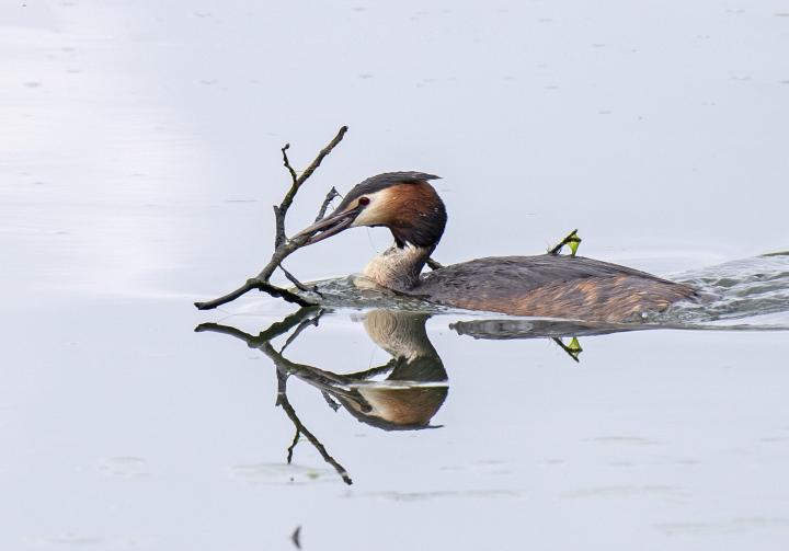 Potápka roháč  (Podiceps cristatus)