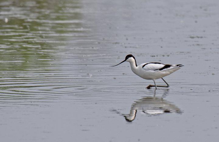 Tenkozobec opačný (Recurvirostra avosetta)