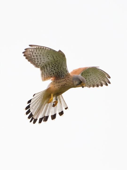 Poštolka obecná (Falco tinunculus)