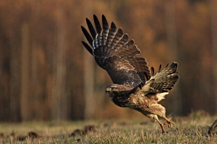 Káně lesní (Buteo buteo)