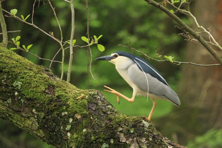  Kvakoš noční ( Nycticorax nycticorax)