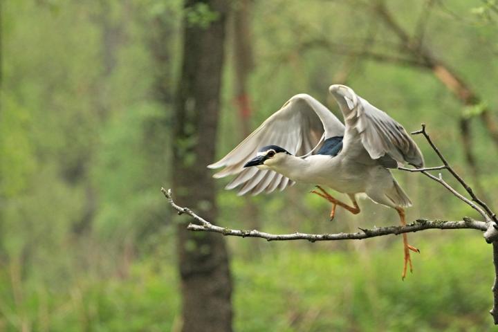  Kvakoš noční ( Nycticorax nycticorax)