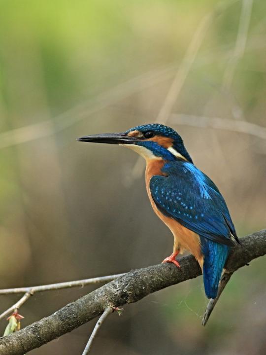 Ledňáček říční (Alcedo atthis)