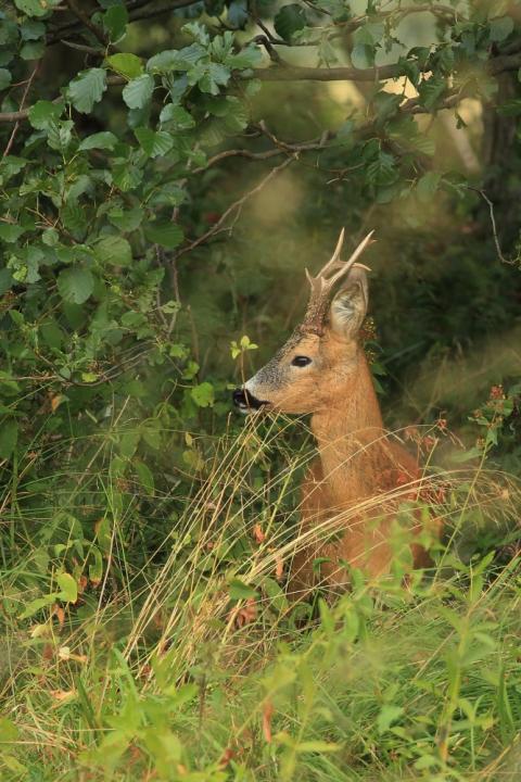  Srnec obecný ( Capreolus capreolus )