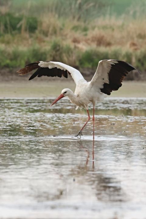 Čáp bílý (Ciconia ciconia)