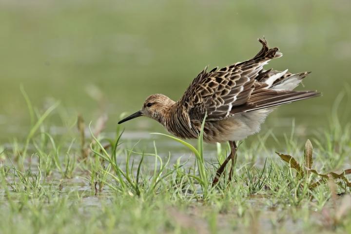 Jespák bojovný (Philomachus pugnax)