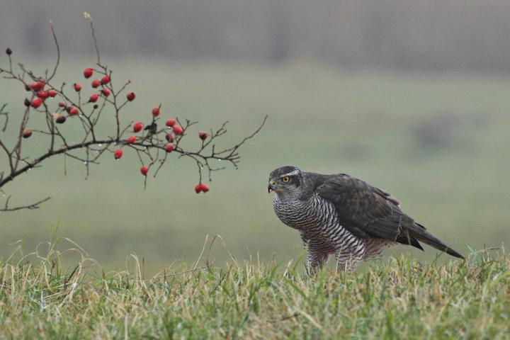 Jestřáb lesní (Accipiter gentilis)