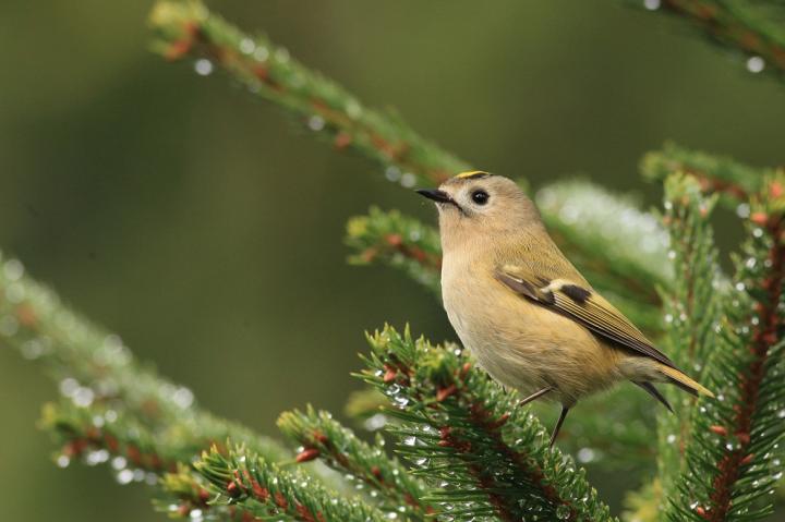 Králíček obecný (Regulus regulus)