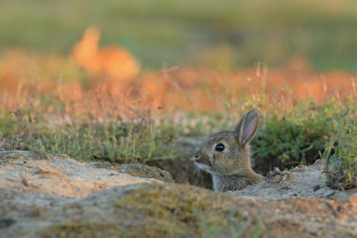 Králík divoký (Oryctolagus cuniculus)