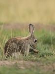 European rabbit   (Oryctolagus cuniculus)