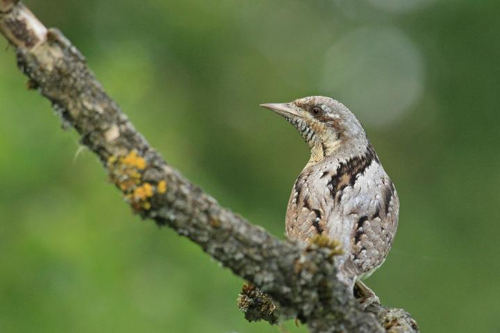 Krutihlav obecný (Jynx torquilla)