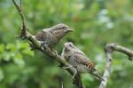 Eurasian wryneck (Jynx torquilla)