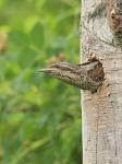 Eurasian wryneck (Jynx torquilla)