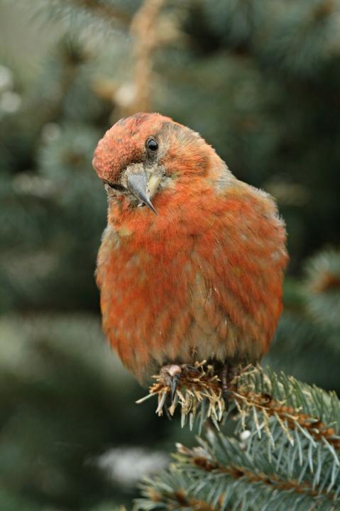 Křivka obecná (Loxia curvirostra)