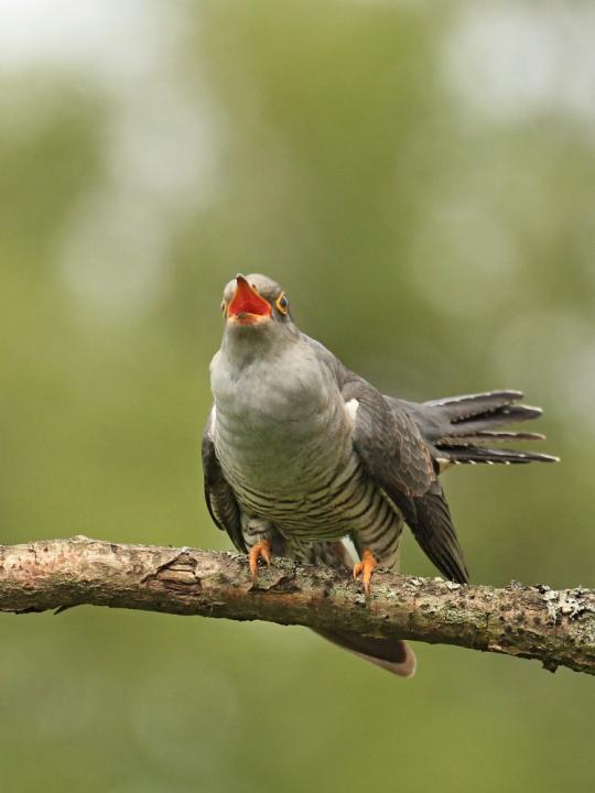 Kukačka obecná                                     (Cuculus canorus)