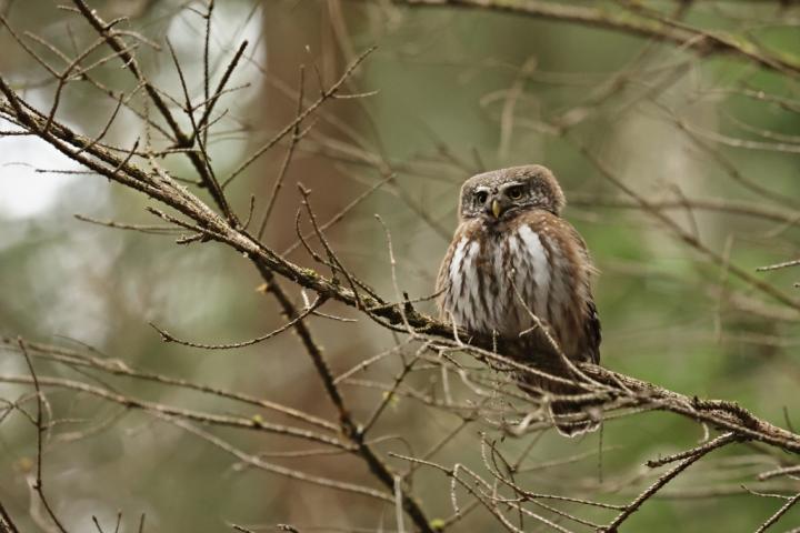 Kulíšek nejmenší (Glaucidium passerinum)