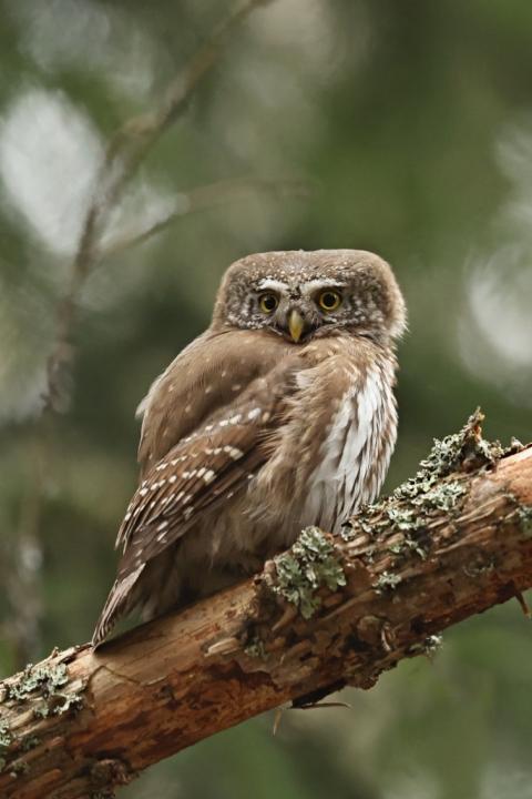 Kulíšek nejmenší (Glaucidium passerinum)