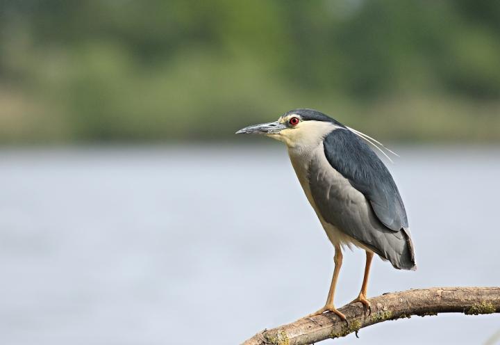  Kvakoš noční ( Nycticorax nycticorax)
