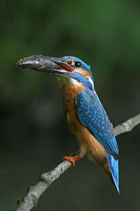Ledňáček říční (Alcedo atthis)