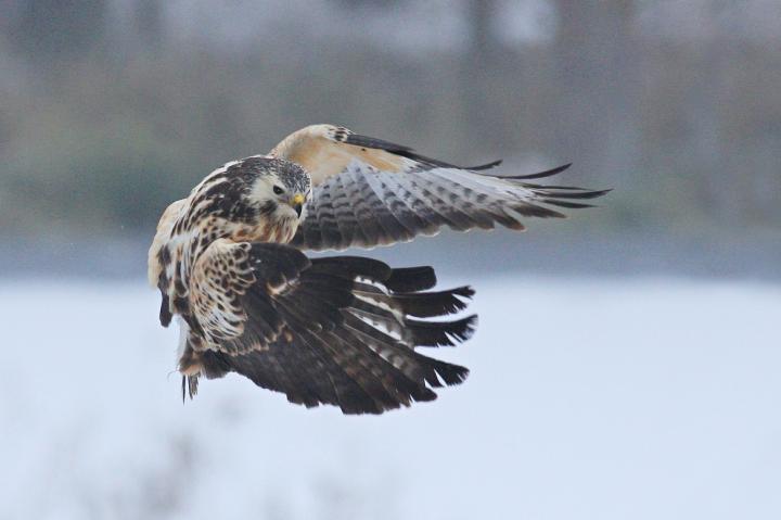 Káně lesní (Buteo buteo)
