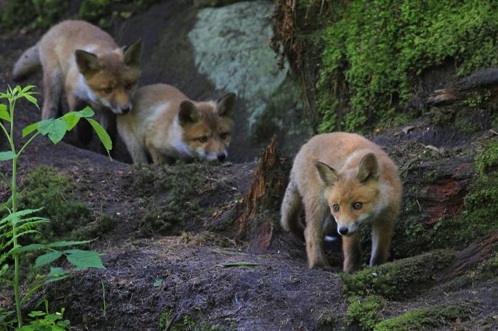  Liška obecná ( Vulpes Vulpes)