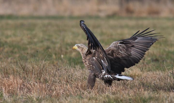  Orel mořský ( Haliaeetus albicillus)