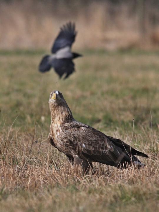  Orel mořský ( Haliaeetus albicillus)