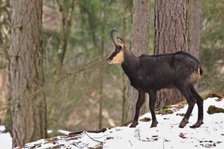 Kamzík horský (Rupicapra rupicapra)